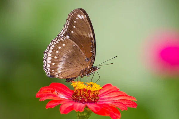 Vlinder aan bloemen in bos — Stockfoto