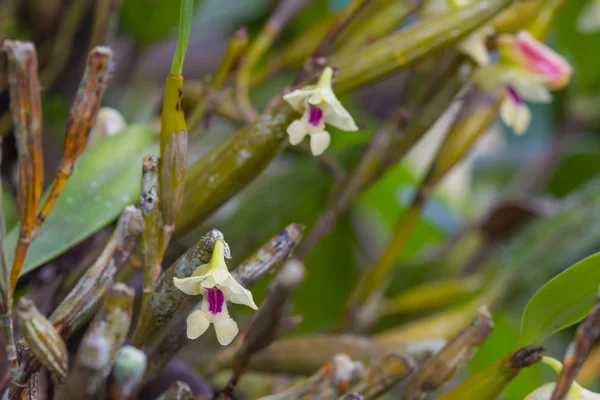 Flickingeria ritaena orchid in forest — Stock Photo, Image