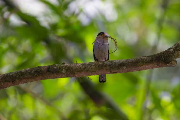 Oiseau coloré Brosse à poitrine argentée — Photo