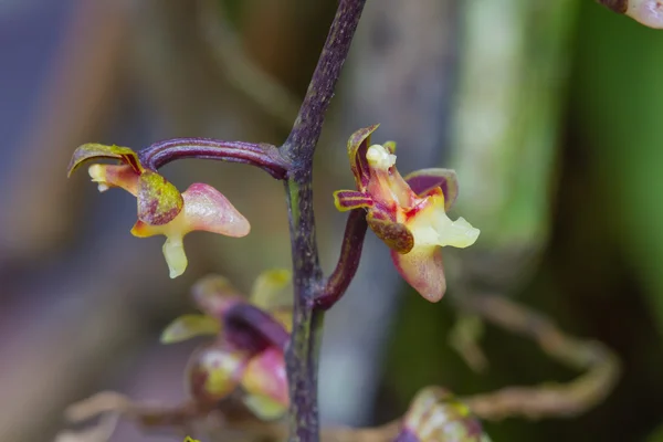 Cleisostoma duplicilobum orquídeas silvestres en el bosque —  Fotos de Stock