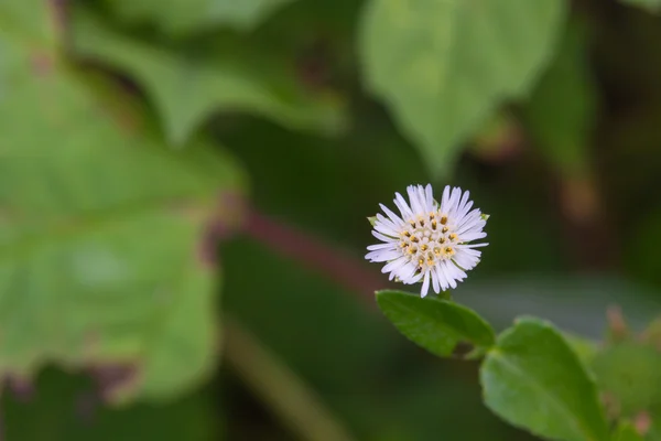 Erdő gyönyörű vad virág — Stock Fotó