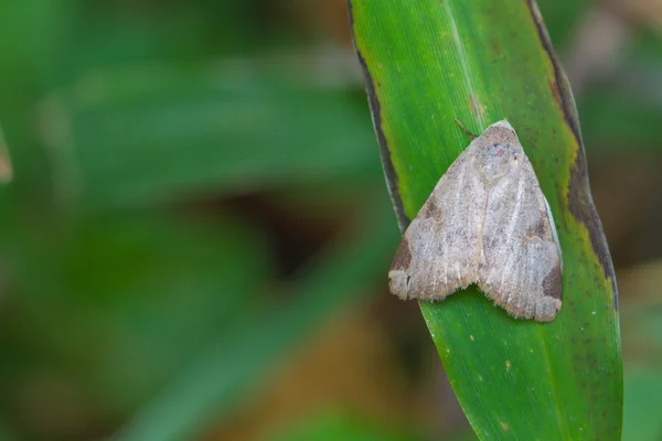 Moth on a green leaf — Stock Photo, Image