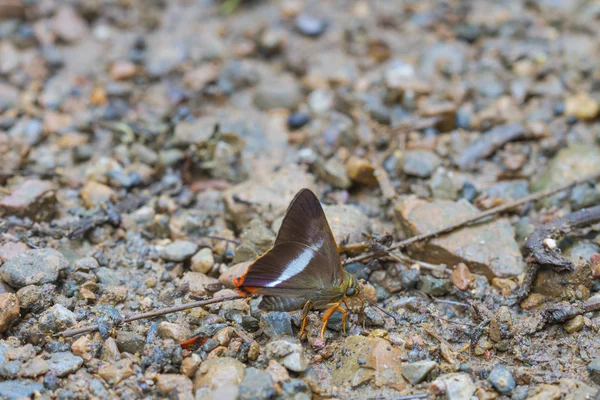 Beautiful Butterfly in forest — Stock Photo, Image