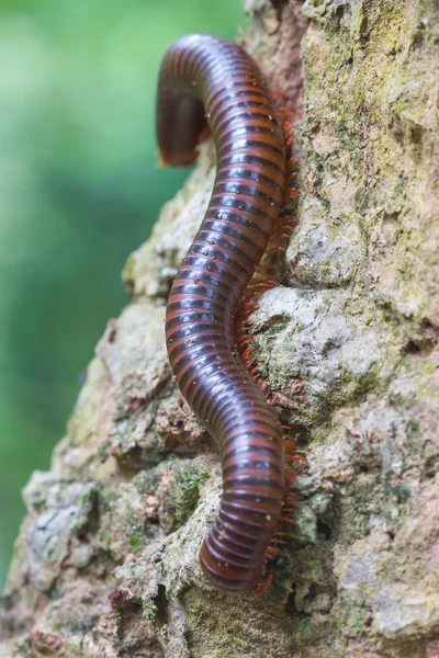 Close up of the millipede on tree — Stock Photo, Image