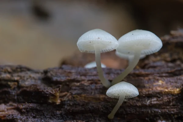 Paddestoelen groeien op een levende boom in het forest — Stockfoto