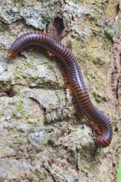 Gros plan du mille-pattes sur l'arbre — Photo