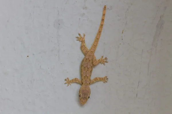 Gecko huis op muur — Stockfoto