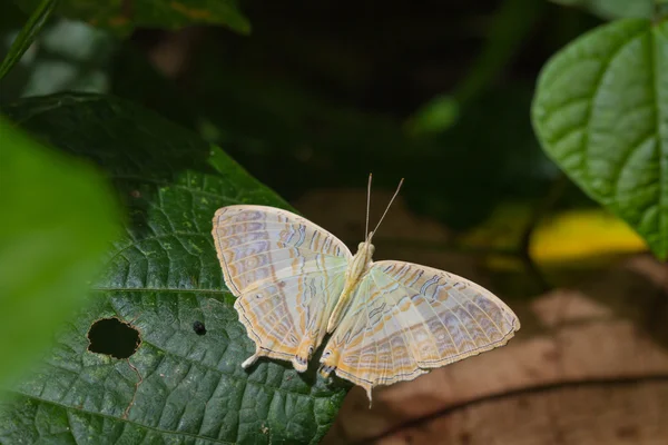 Butterfly on leaf in forest — Stock Photo, Image