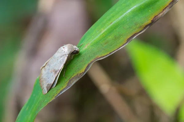 Moth on a green leaf — Stock Photo, Image