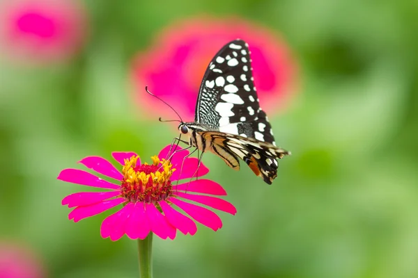 Butterfly on flowers in forest — Stock Photo, Image
