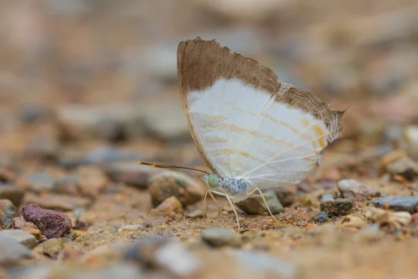 Borboleta bonita na floresta — Fotografia de Stock