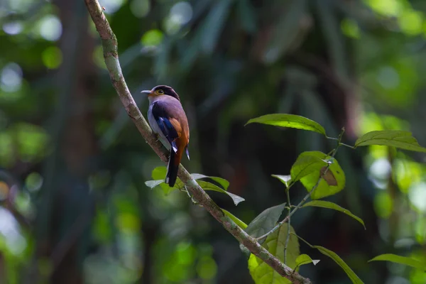 Pájaro colorido broadbil plateado — Foto de Stock