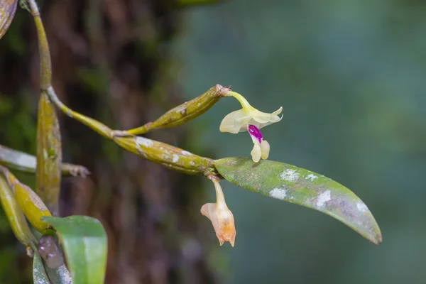 Flickingeria ritaena orchidee in bos — Stockfoto