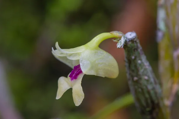Flickingeria ritaena orchidee in bos — Stockfoto