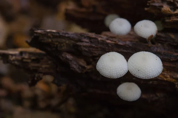 Svampe vokser på et levende træ i skoven - Stock-foto