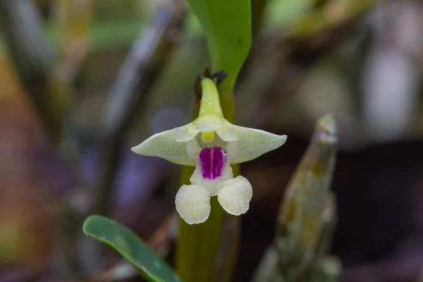 Flickingeria ritaena orchidee in bos — Stockfoto