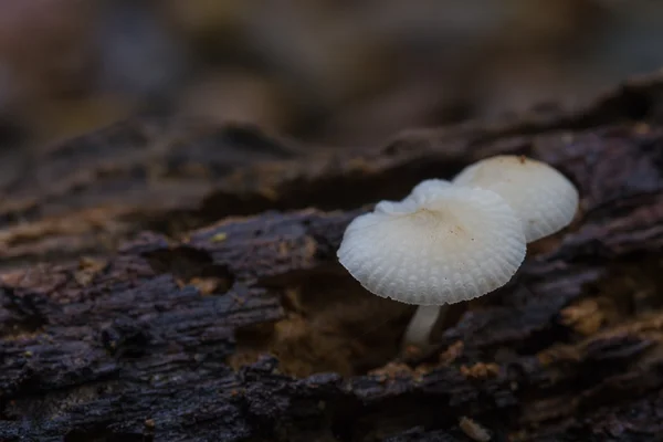 버섯 숲에서 살아있는 나무에 성장 — 스톡 사진