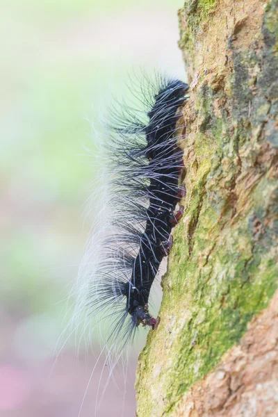 ワームは、毛虫を閉じる — ストック写真