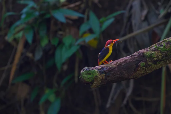 Kara sırtlı kingfisher doğada dalı — Stok fotoğraf