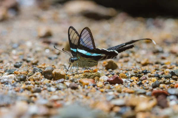 나비, 그린 Dragontail (Lamproptera meges) — 스톡 사진
