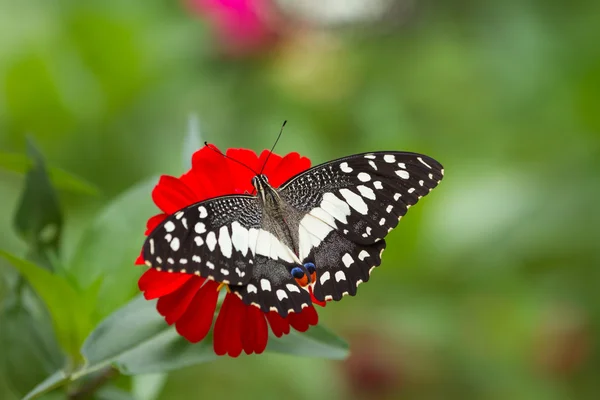 Vlinder aan bloemen in bos — Stockfoto