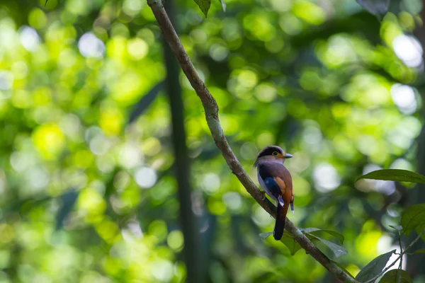 Oiseau coloré Brosse à poitrine argentée — Photo