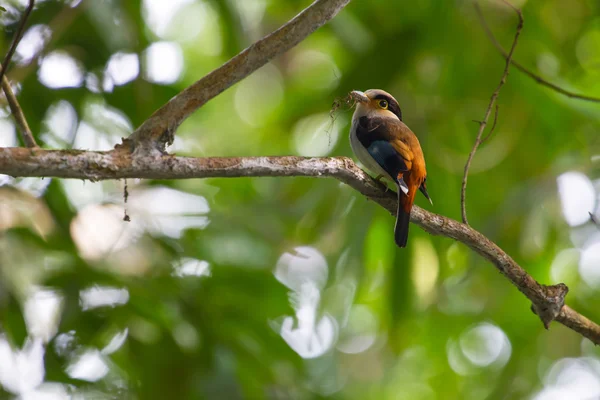 Pájaro colorido broadbil plateado — Foto de Stock