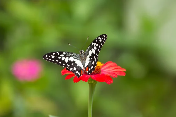 Vlinder aan bloemen in bos — Stockfoto