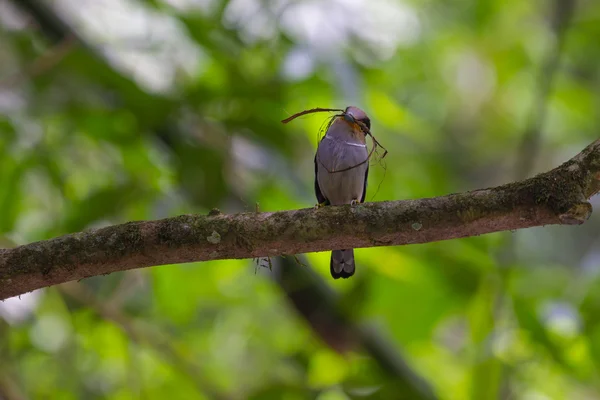 Renkli kuş gümüş göğüslü broadbil — Stok fotoğraf