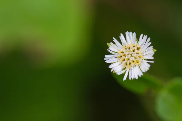 Erdő gyönyörű vad virág — Stock Fotó