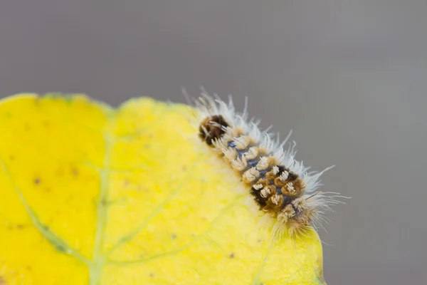 Close up Worm, caterpillars — Stock Photo, Image