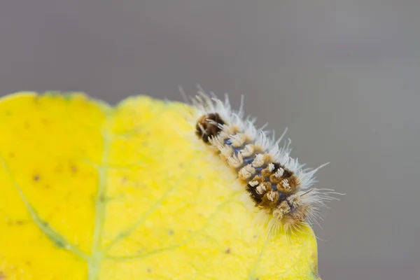 Chiudete Worm, bruchi — Foto Stock