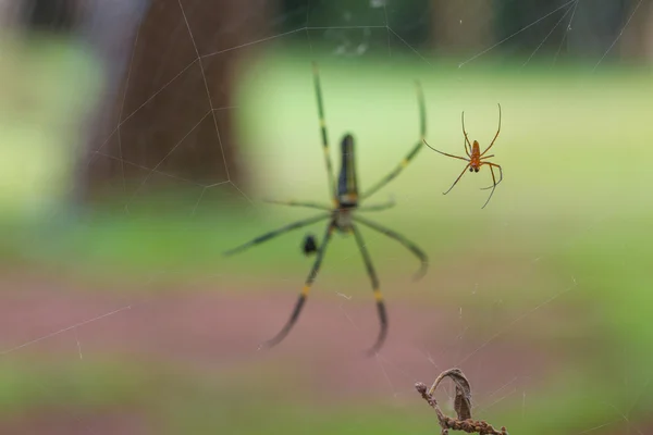 Golden SIlk Orb Weaving spider — Stock Photo, Image