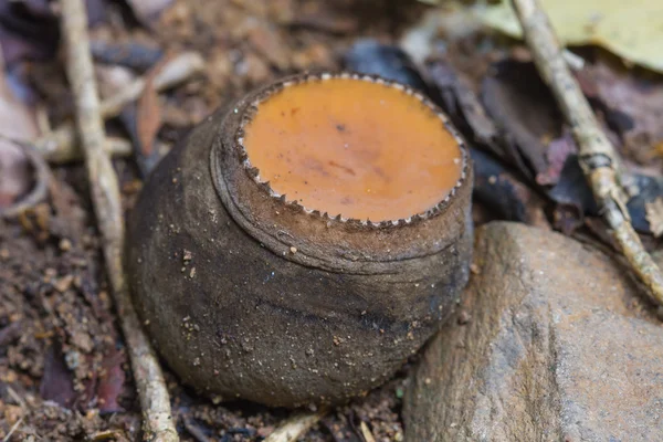 Amazing mushroom in deep forest