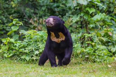 Malayan sun bear, Honey bear (Ursus malayanus) clipart