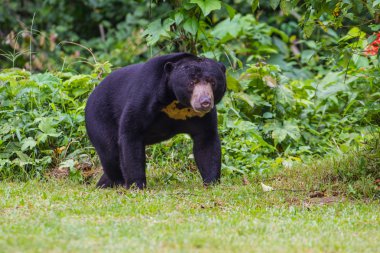 Malayan sun bear, Honey bear (Ursus malayanus) clipart