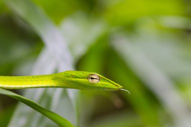 Oryantal Whipsnake veya Asya asma yılan