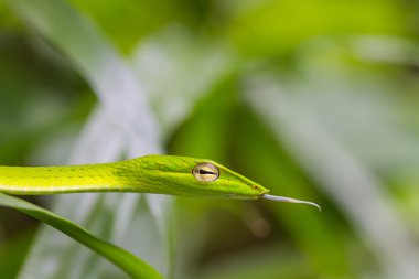 Oriental Whipsnake or Asian Vine Snake clipart