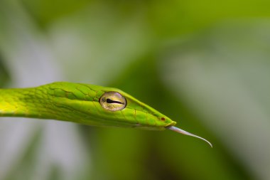 Oryantal Whipsnake veya Asya asma yılan