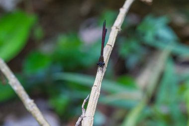  ormandaki dal dinlenme yusufçuk
