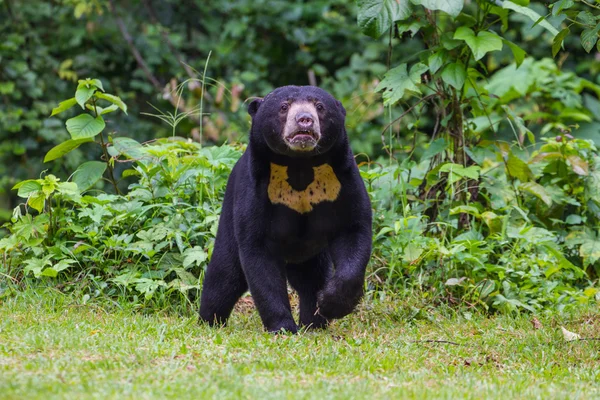 Мед - ведмідь (Ursus malayanus).) — стокове фото