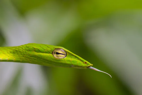 동양 Whipsnake 또는 아시아 덩굴 뱀 — 스톡 사진