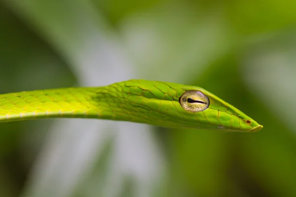 동양 Whipsnake 또는 아시아 덩굴 뱀 — 스톡 사진