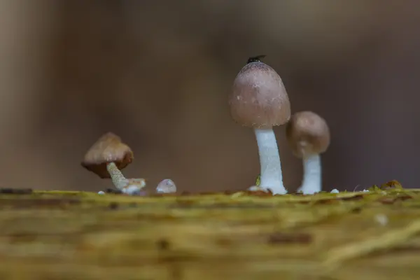 Funghi che crescono su un albero vivo nella foresta — Foto Stock