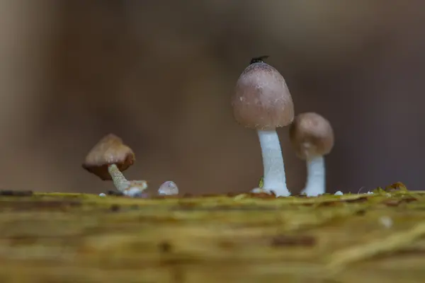 Setas que crecen en un árbol vivo en el bosque —  Fotos de Stock