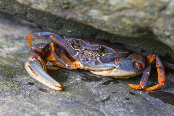 Krabba kräftdjur i regnskog — Stockfoto