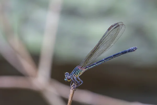 Libélula descansando em um ramo na floresta — Fotografia de Stock