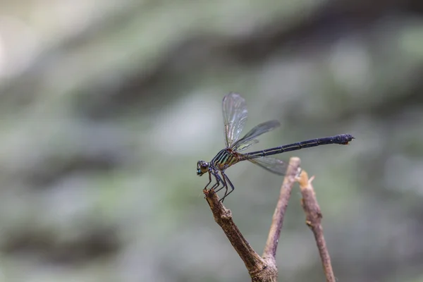 Dragonfly rusten op een tak in bos — Stockfoto
