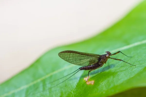 Insekter på blader i skog – stockfoto