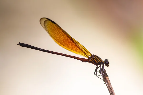 Dragonfly rusten op een tak in bos — Stockfoto